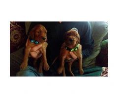 5 beautiful Irish setter puppies for sale - 6
