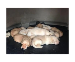 Yellow Labrador retriever puppies available