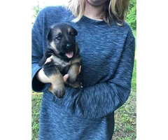 German Shepherd puppies will be ready after May 17th