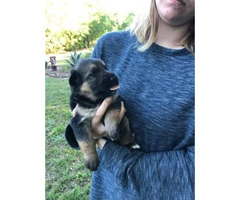 German Shepherd puppies will be ready after May 17th - 2