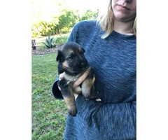 German Shepherd puppies will be ready after May 17th - 3