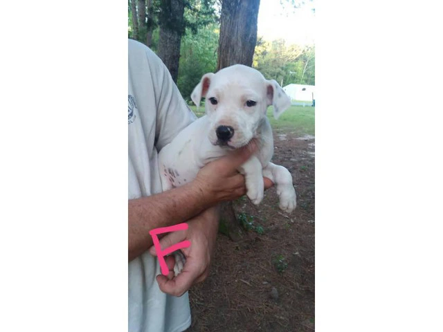 11 Weeks old White Dogue de Bordeaux Puppies for Sale - 1/4