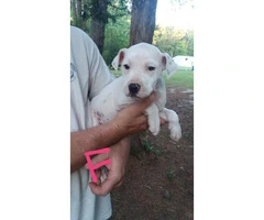 11 Weeks old White Dogue de Bordeaux Puppies for Sale