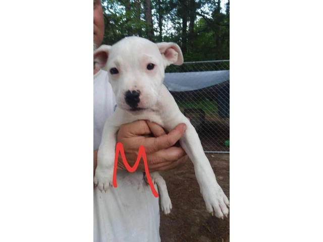 11 Weeks old White Dogue de Bordeaux Puppies for Sale - 2/4