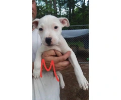 11 Weeks old White Dogue de Bordeaux Puppies for Sale - 2