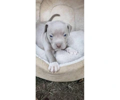 Blue nose Pit bull puppies Fawn and blue color available