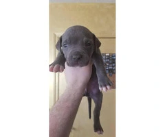 Blue nose Pit bull puppies Fawn and blue color available - 2