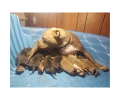 Blue nose Pit bull puppies Fawn and blue color available - 3