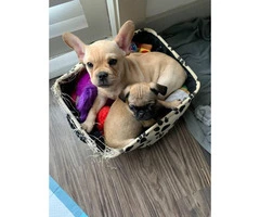 6 months old Frenchie for Sale
