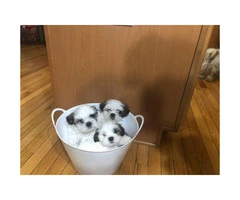 Pure bred Shih-Tzu puppies (3 boy, 2 girls)