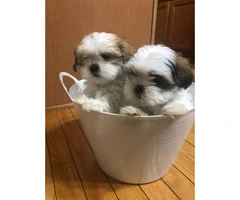 Pure bred Shih-Tzu puppies (3 boy, 2 girls) - 2
