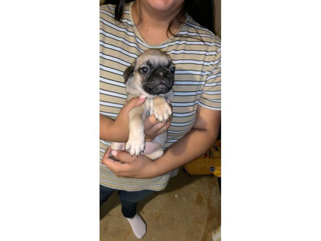 2 boys and 1 girl Pugs in Phoenix, Arizona - Puppies for Sale Near Me