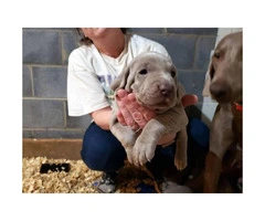 8 Weimaraner Puppies available for sale