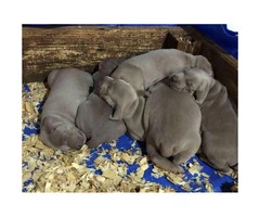 8 Weimaraner Puppies available for sale - 2
