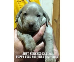 8 Weimaraner Puppies available for sale - 3