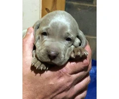8 Weimaraner Puppies available for sale - 4