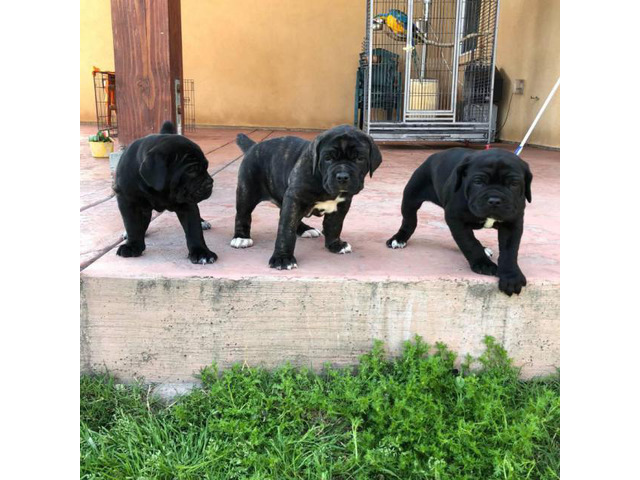 3 female cane corso ready for rehoming by mid april 2019
