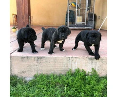3 female cane corso ready for rehoming by mid april 2019