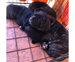 3 female cane corso ready for rehoming by mid april 2019 - 2