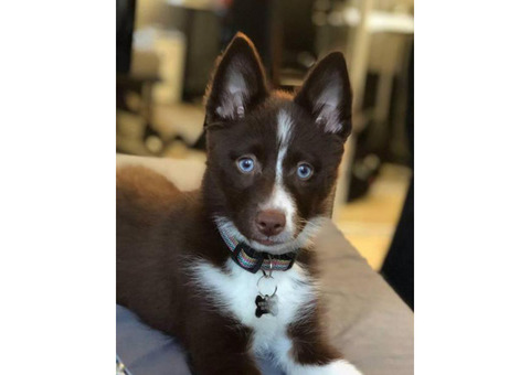 5 MONTH OLD POMSKY FOR SALE SMART AND BEAUTIFUL