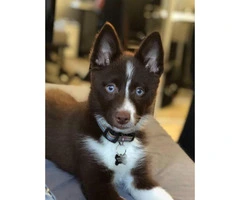 5 MONTH OLD POMSKY FOR SALE SMART AND BEAUTIFUL - 1