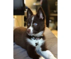 5 MONTH OLD POMSKY FOR SALE SMART AND BEAUTIFUL - 2