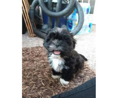 Shih Tzu Puppy For Sale By Owner Page 3 Puppies For Sale Near Me