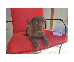5 AKC Chocolate Lab Puppies for Sale