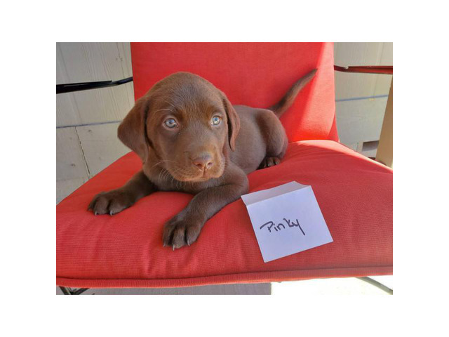 5 AKC Chocolate Lab Puppies for Sale in , California
