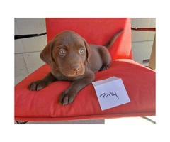 5 AKC Chocolate Lab Puppies for Sale
