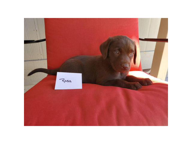 5 AKC Chocolate Lab Puppies for Sale in , California ...