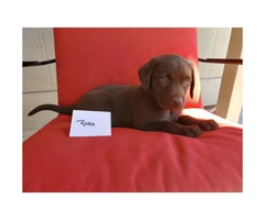 5 AKC Chocolate Lab Puppies for Sale