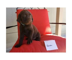 5 AKC Chocolate Lab Puppies for Sale