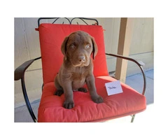 5 AKC Chocolate Lab Puppies for Sale
