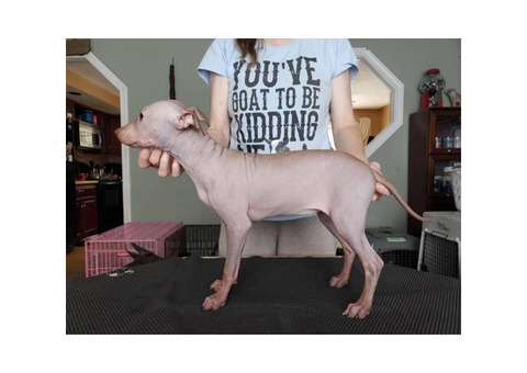 American hairless terrier Male & Female Available