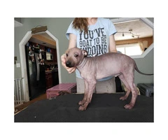 American hairless terrier Male & Female Available - 2