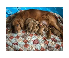 3 females & 2 males red golden retriever puppies for sale - 2