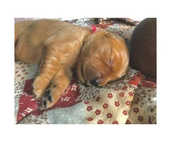 3 females & 2 males red golden retriever puppies for sale - 3