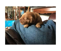 3 females & 2 males red golden retriever puppies for sale - 4