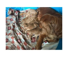 3 females & 2 males red golden retriever puppies for sale - 5