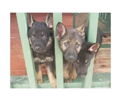 5 Males German Shepherd Puppies for sale - 4