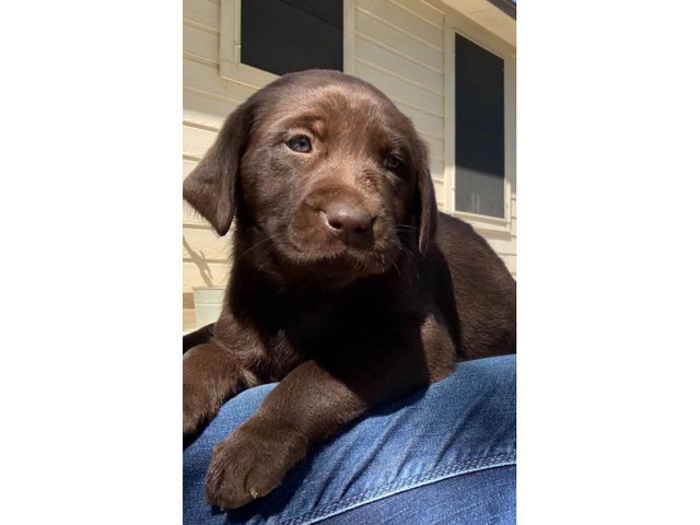 chocolate labs for sale near me