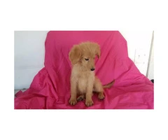 one male and one female goldendoodle available - 2