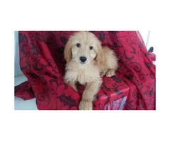 one male and one female goldendoodle available - 3
