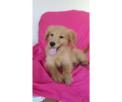 one male and one female goldendoodle available - 4