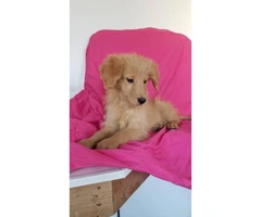 one male and one female goldendoodle available - 5