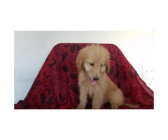 one male and one female goldendoodle available - 6