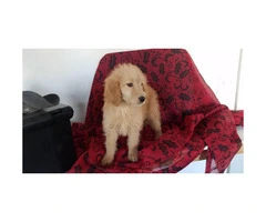 one male and one female goldendoodle available - 7
