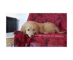 one male and one female goldendoodle available - 8
