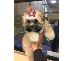 7 month old female Pomeranian Shih Tzu mix puppy for sale - 2